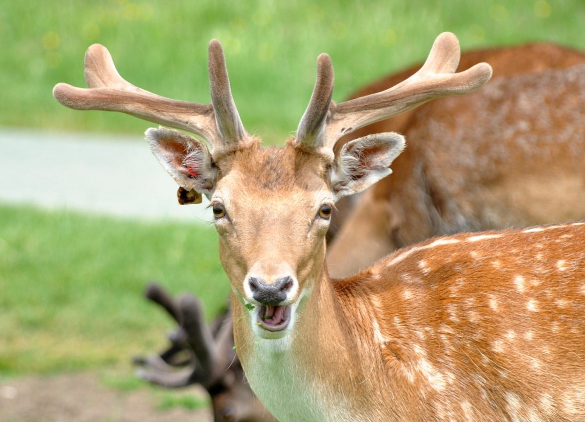 Панты пятнистого оленя