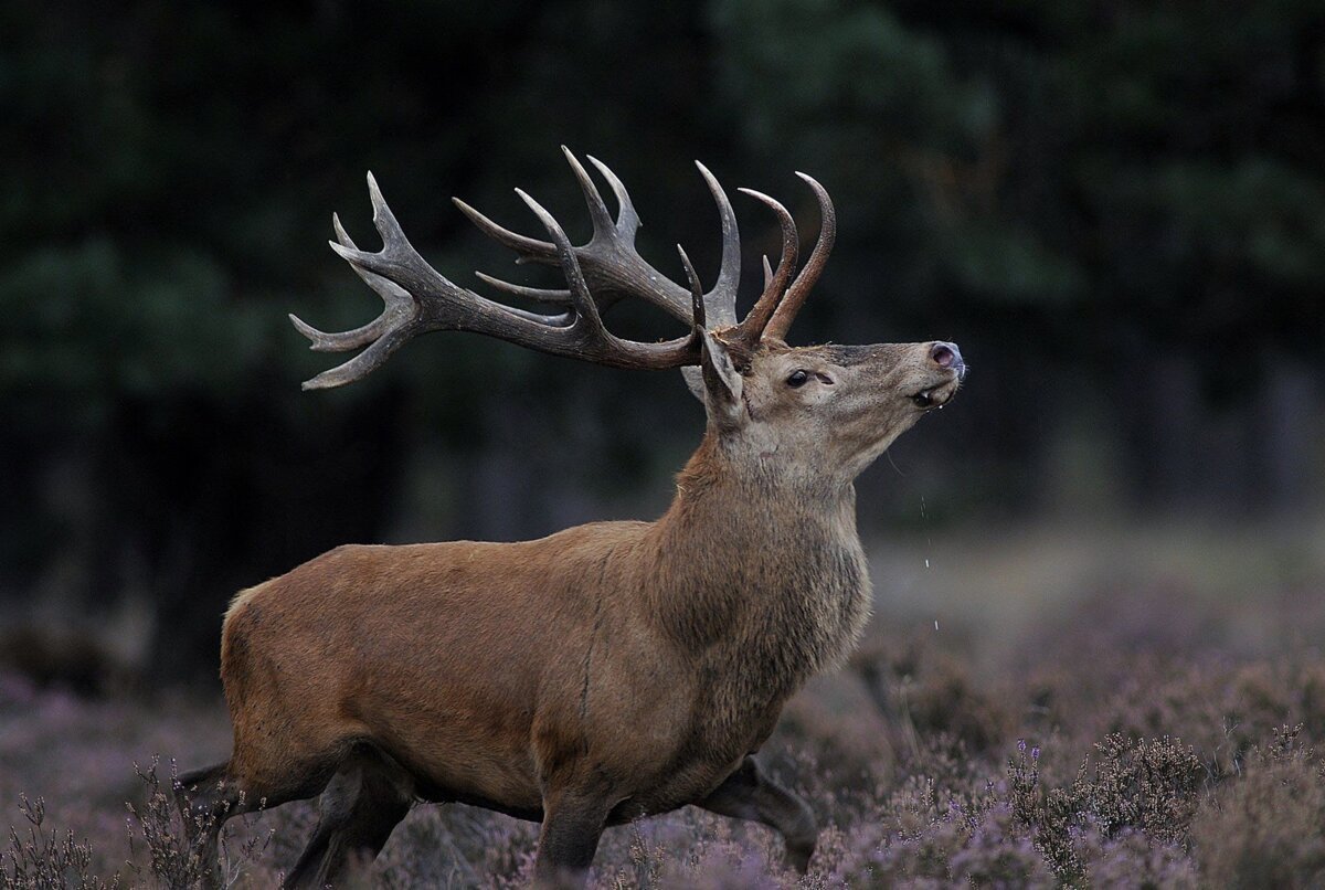 Европейский благородный олень