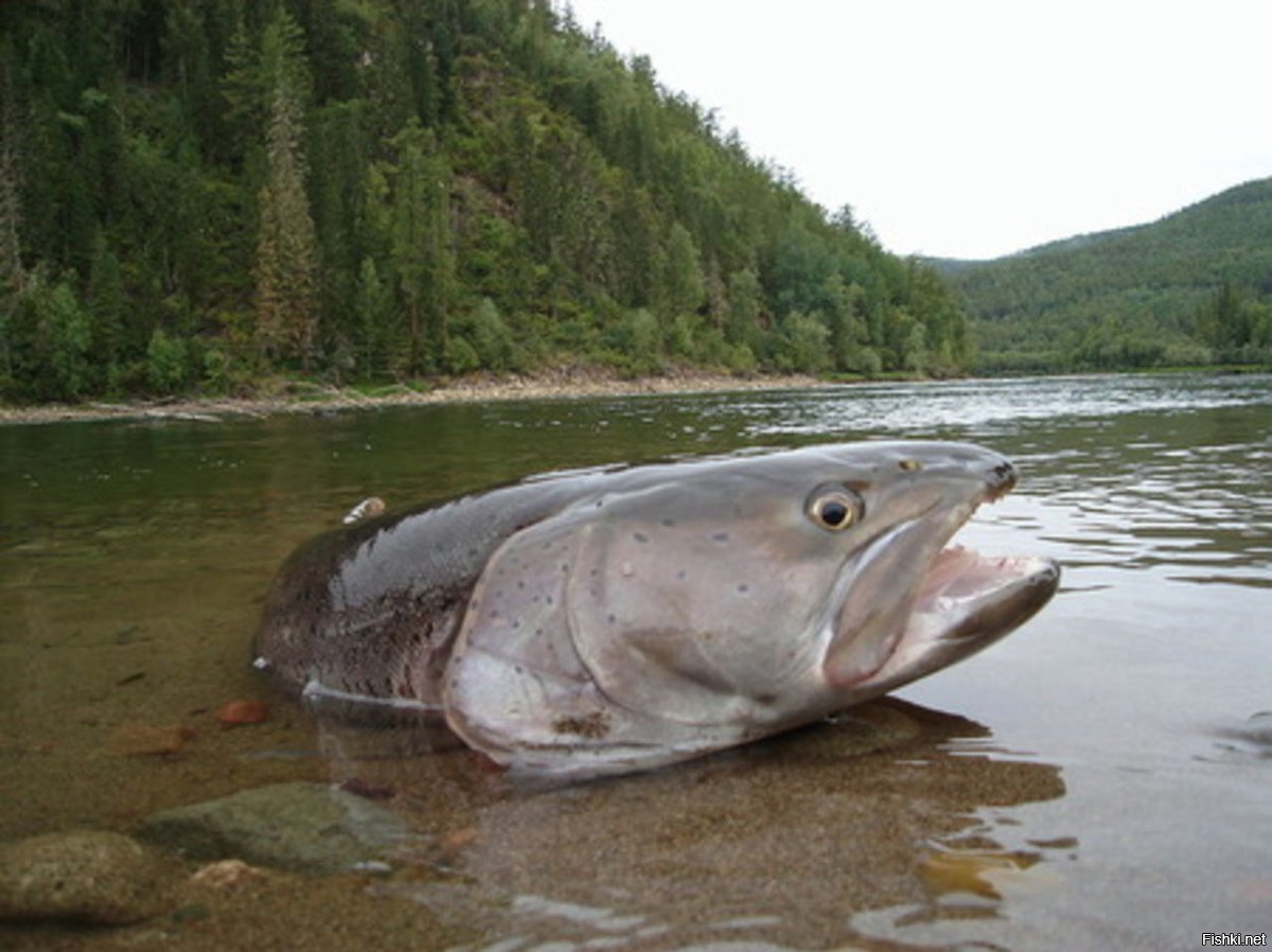 Таймень Дальневосточный