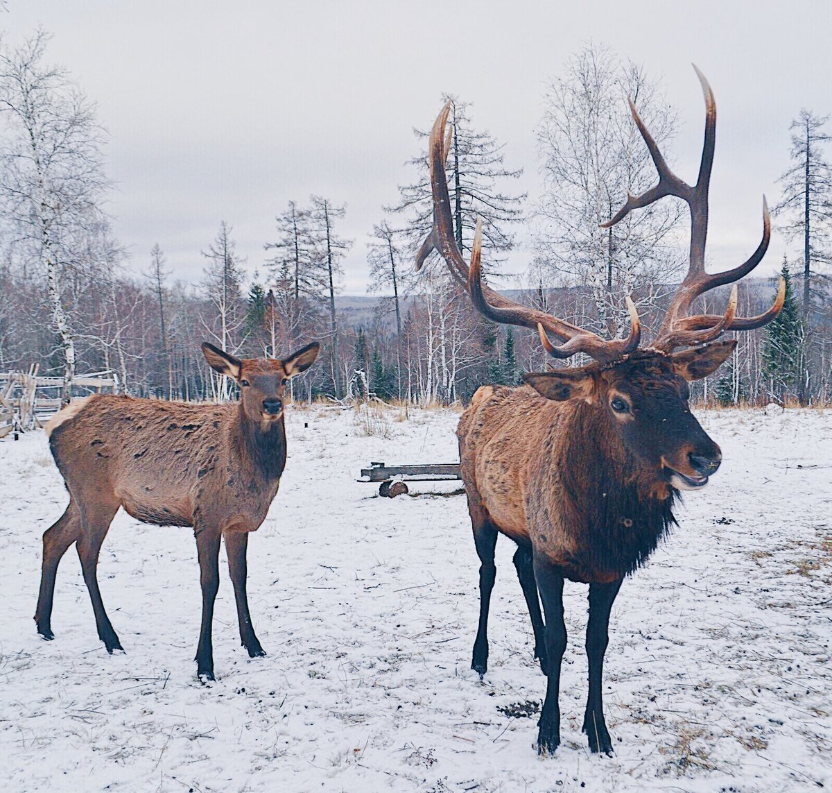 Маралы Зюраткуль