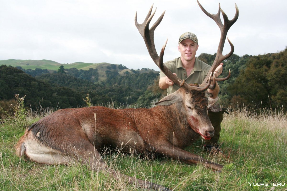 Благородный олень и человек