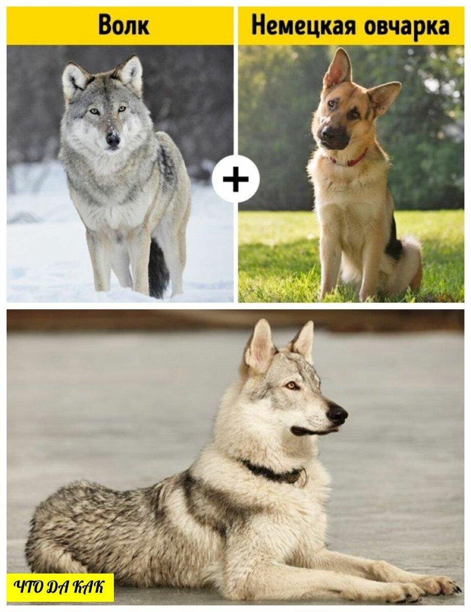 Волкособ с овчаркой