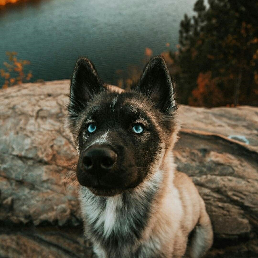 Аляскинский вольфхунд