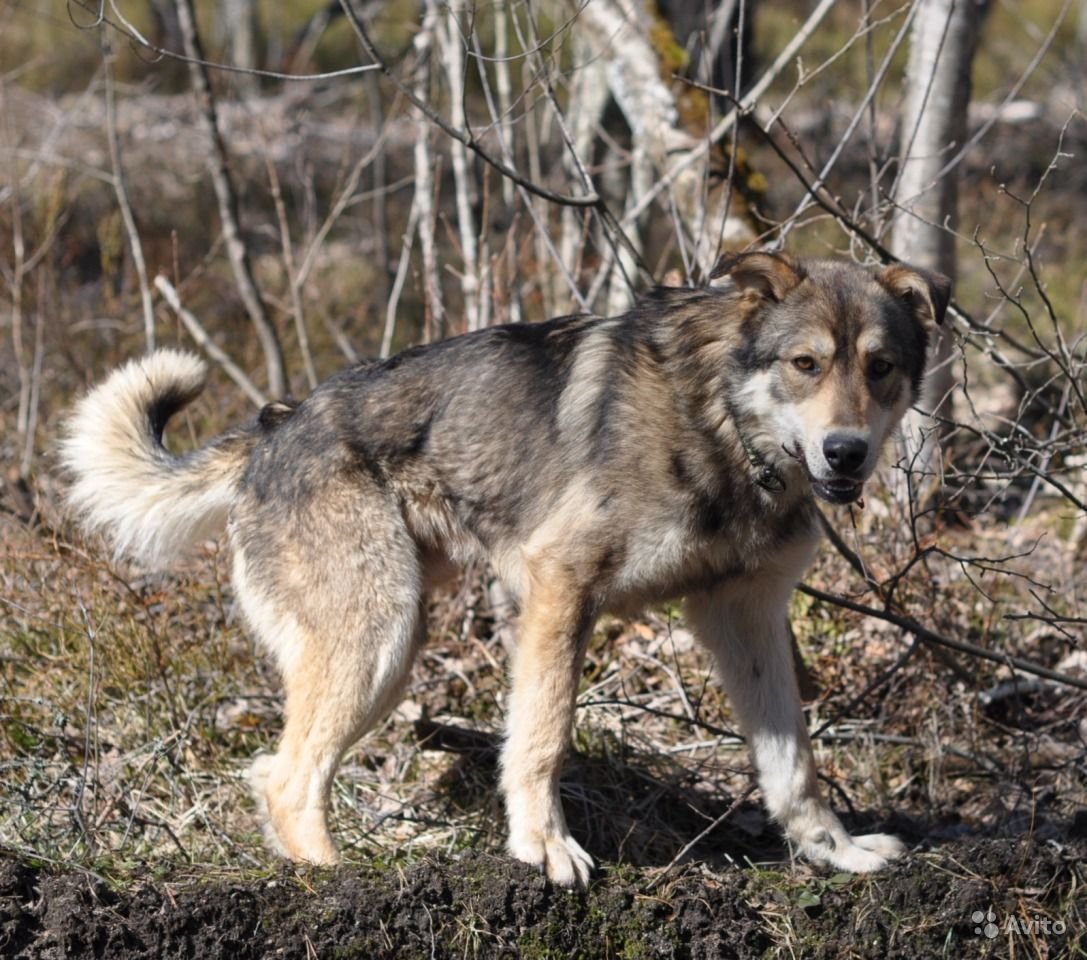 Метис овчарки