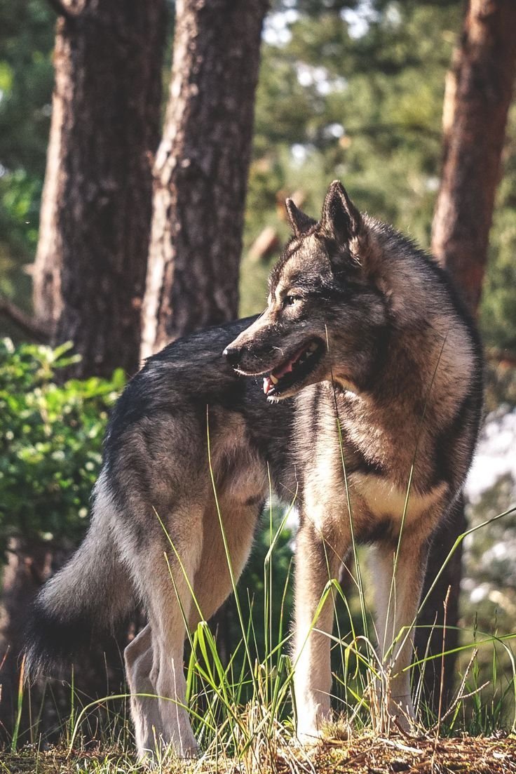 Волкособ овчарка с волком