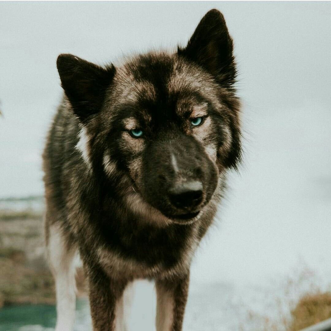 Хаски агути Эстетика