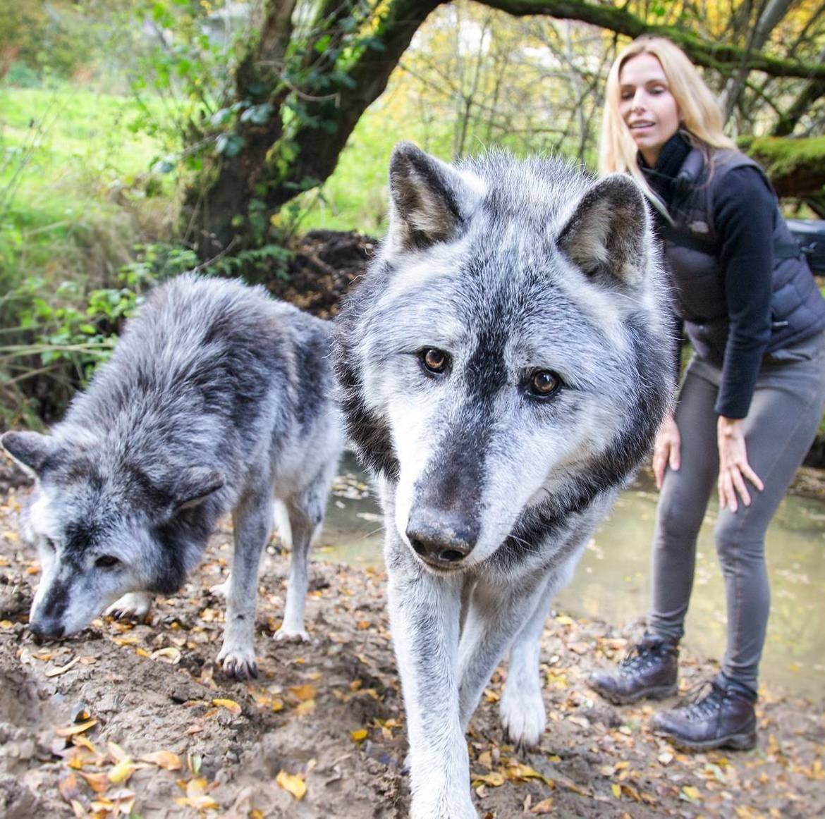 Волкособ с овчаркой