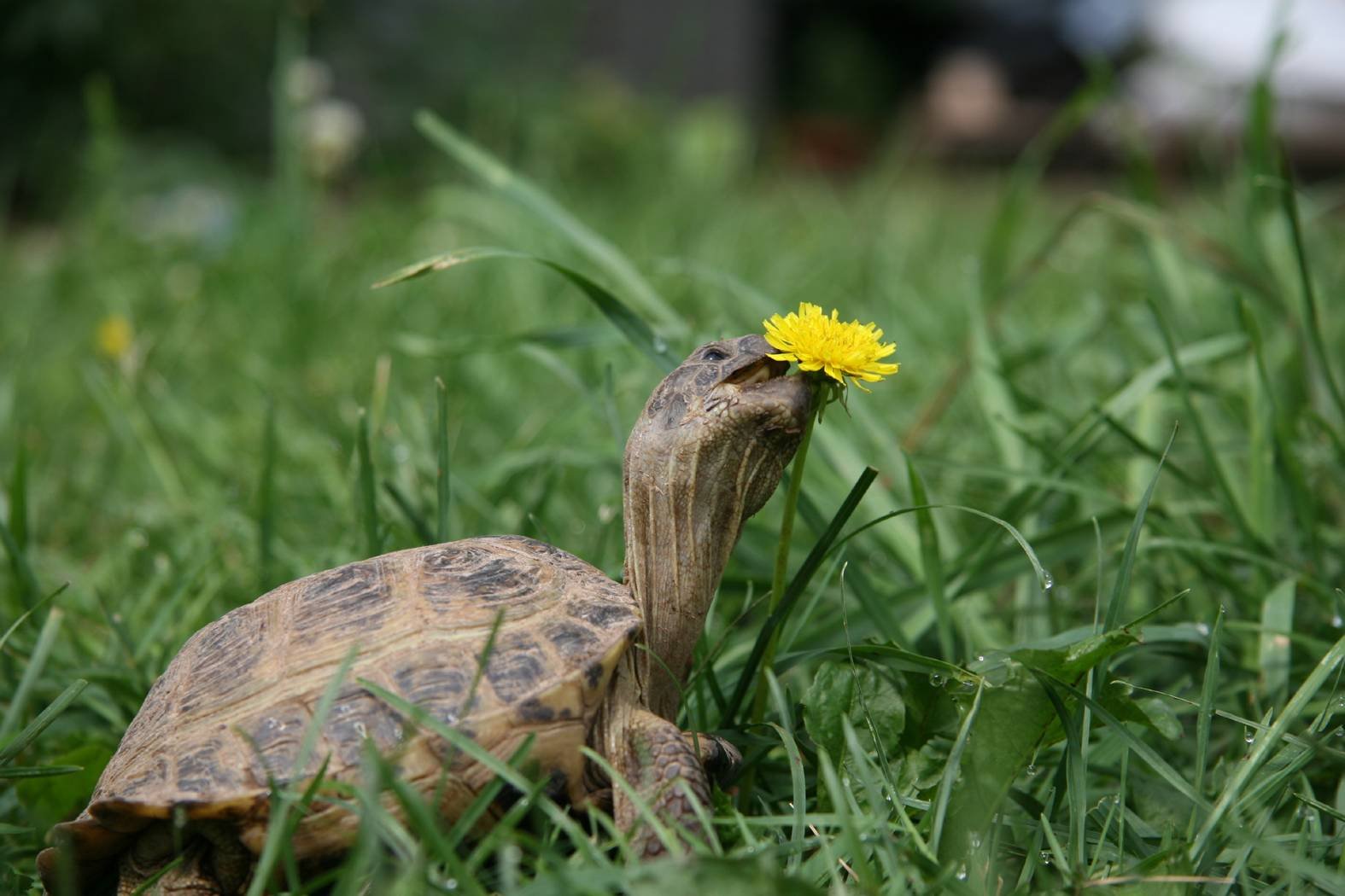 Черепахи весной. Красноухая черепаха сухопутная. Черепашка в траве. Черепашки в природе. Питание черепах в природе.