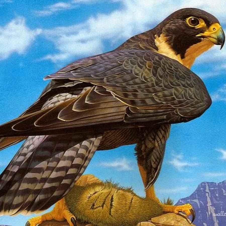 Орел Сокол ястреб Сапсан