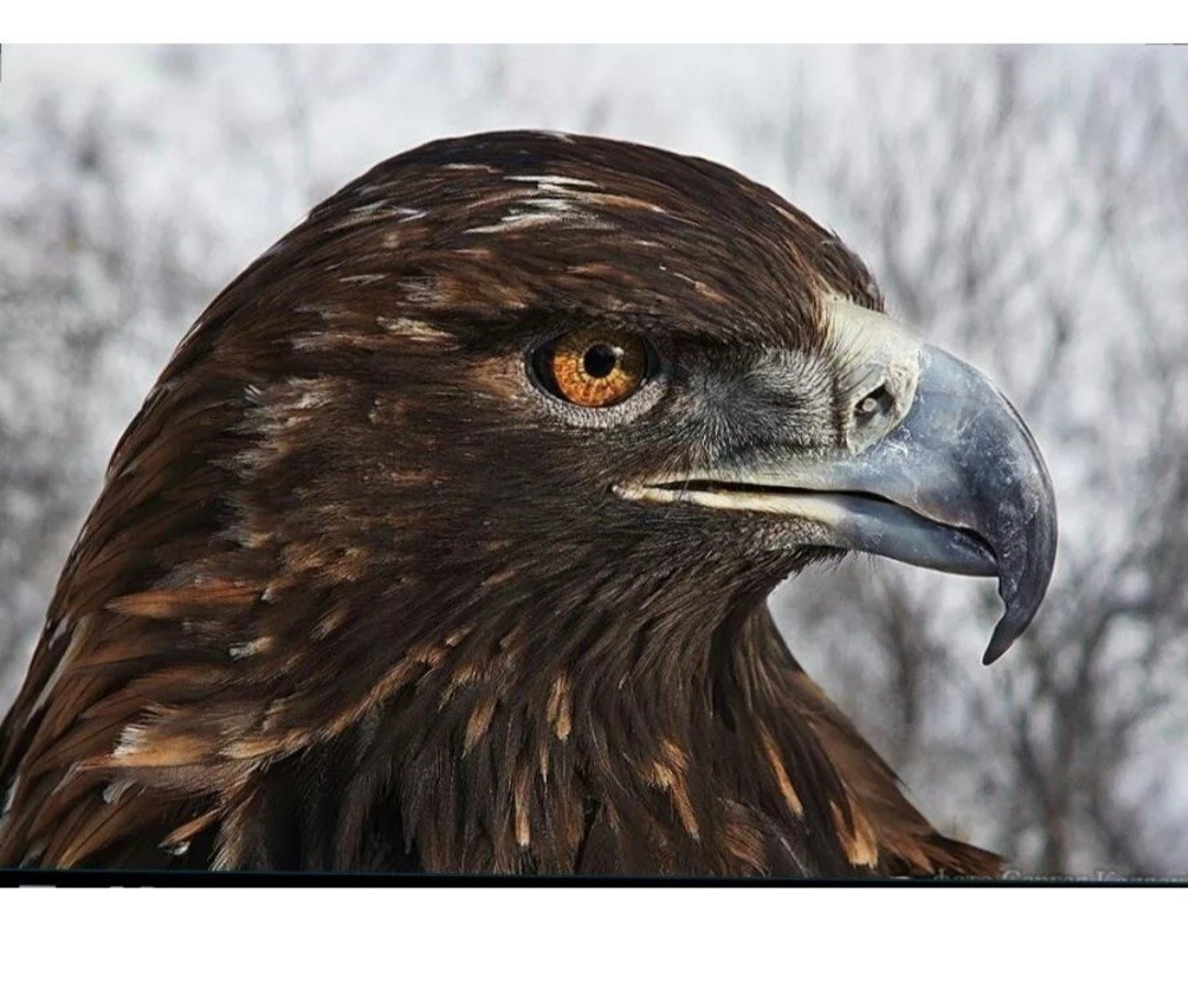 Орел Беркут Дагестана