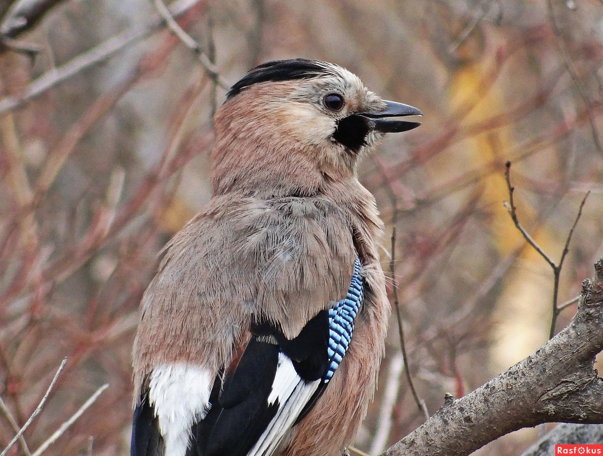 Сойка Кавказская