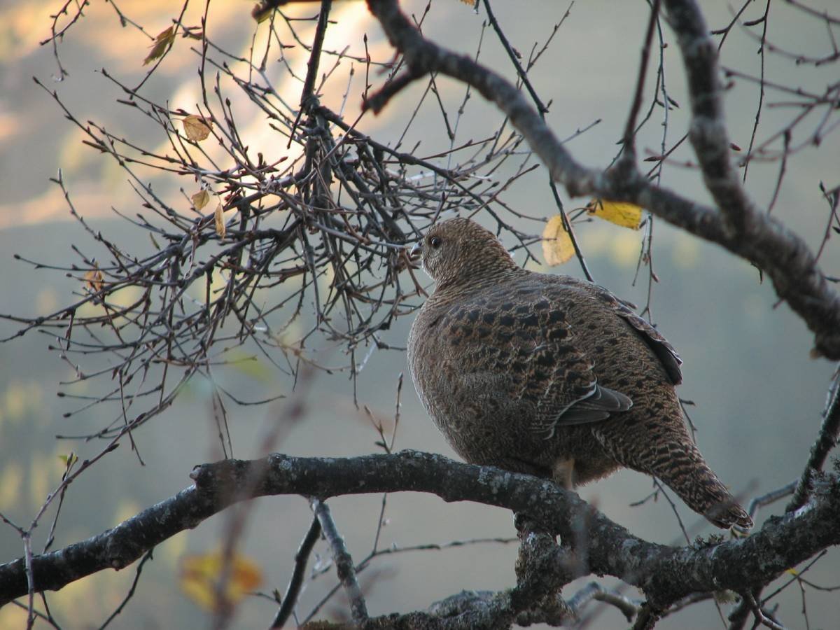 Преображенская площадь заповедник птиц