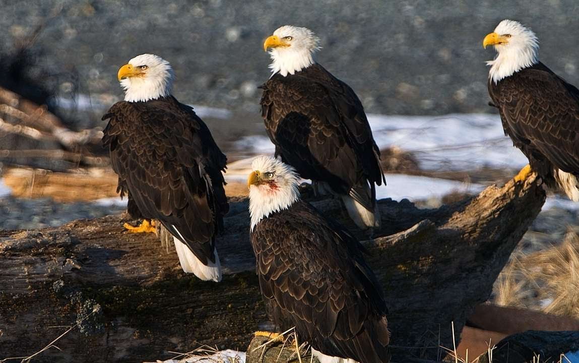 Хищные птицы горного Алтая