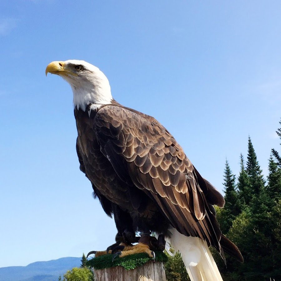 Белоголовый Беркут