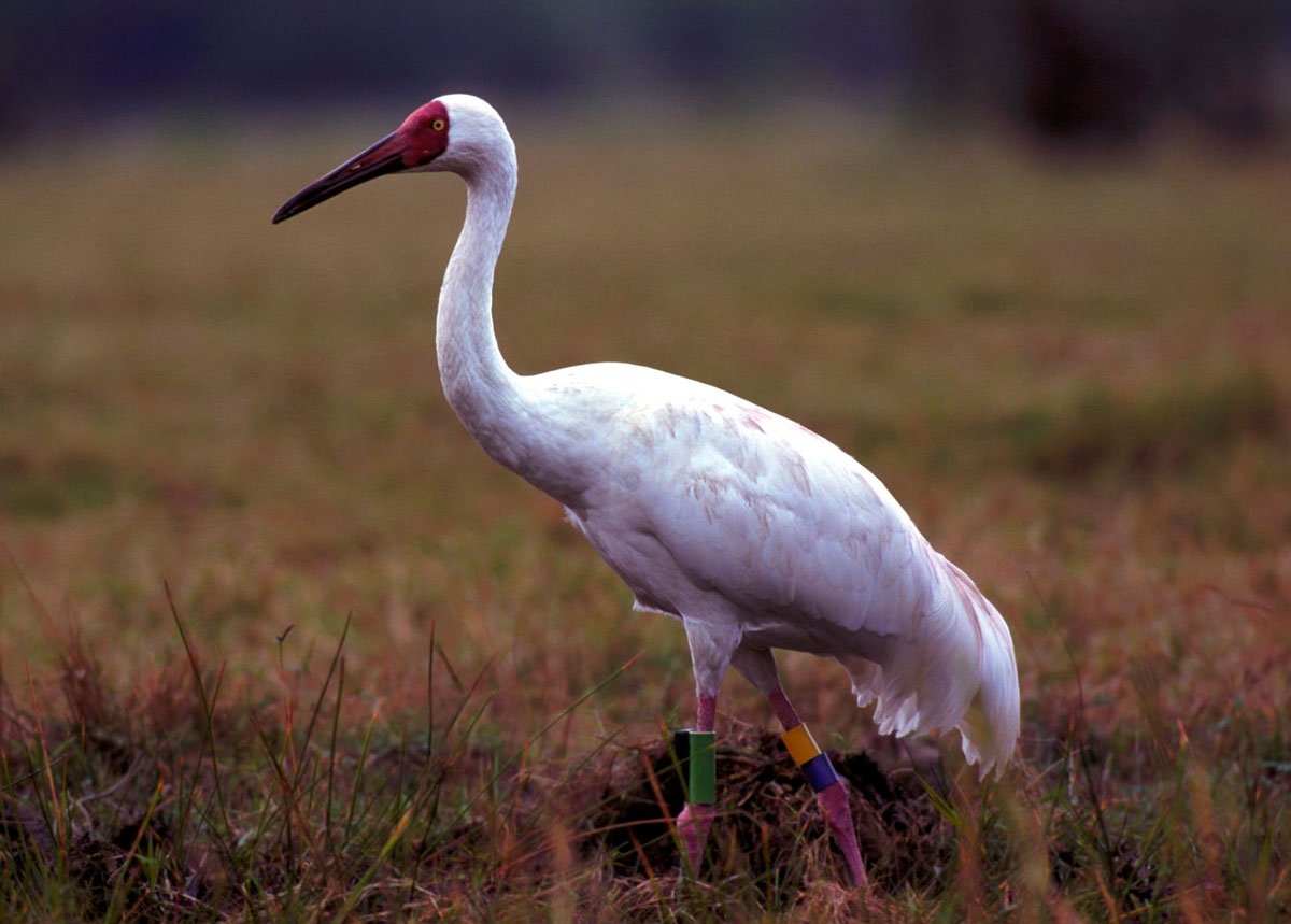 Сибирский белый журавль Стерх