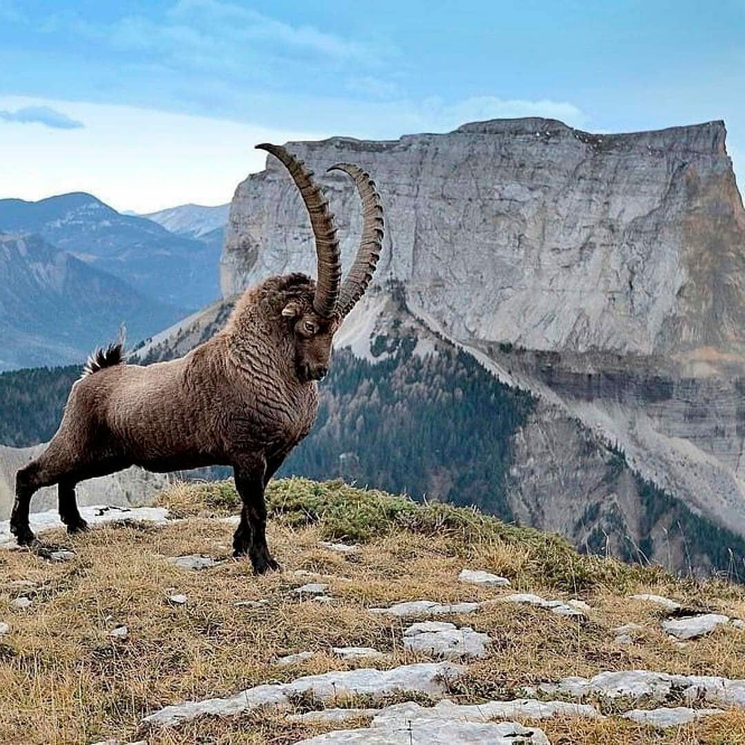 Архар Монгун Тайга