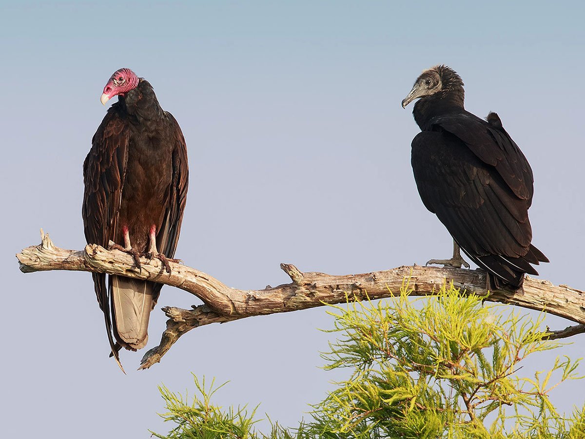 Стервятник индейка