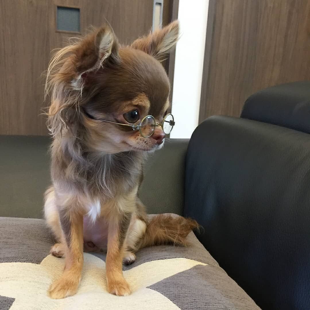 Чихуахуа коричневый