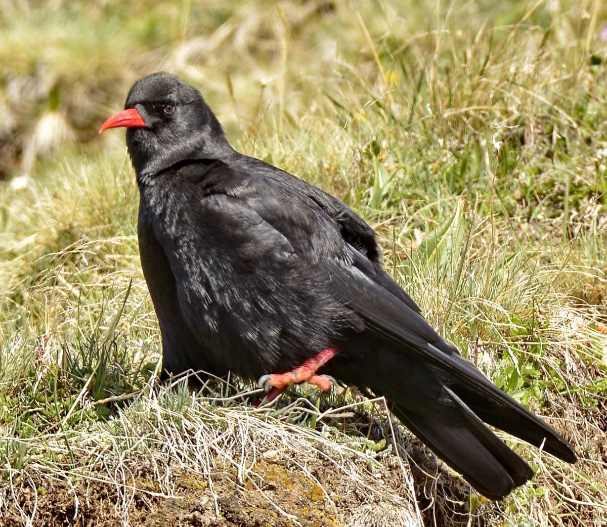 Корнуоллская клушица