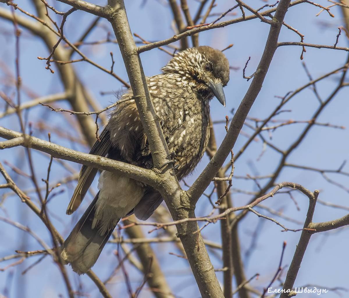 Птицы южноуральского региона
