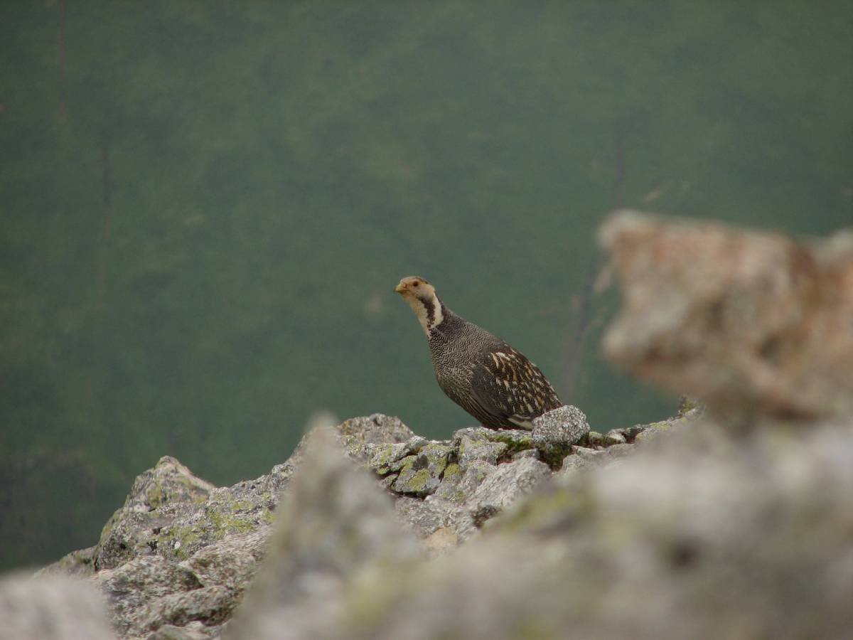 Кавказский биосферный заповедник улар