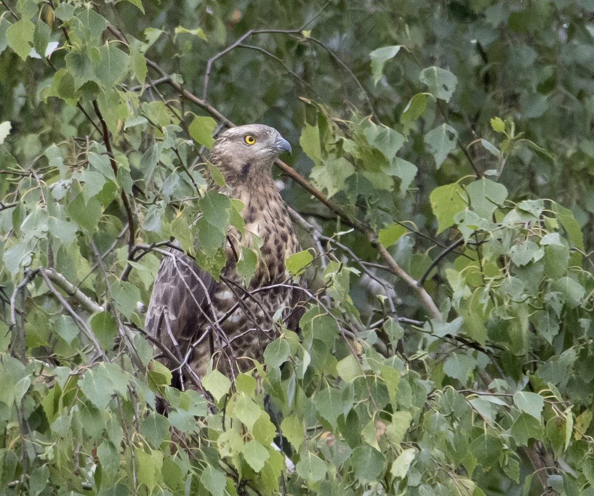 Утки Верхнеяузских болот