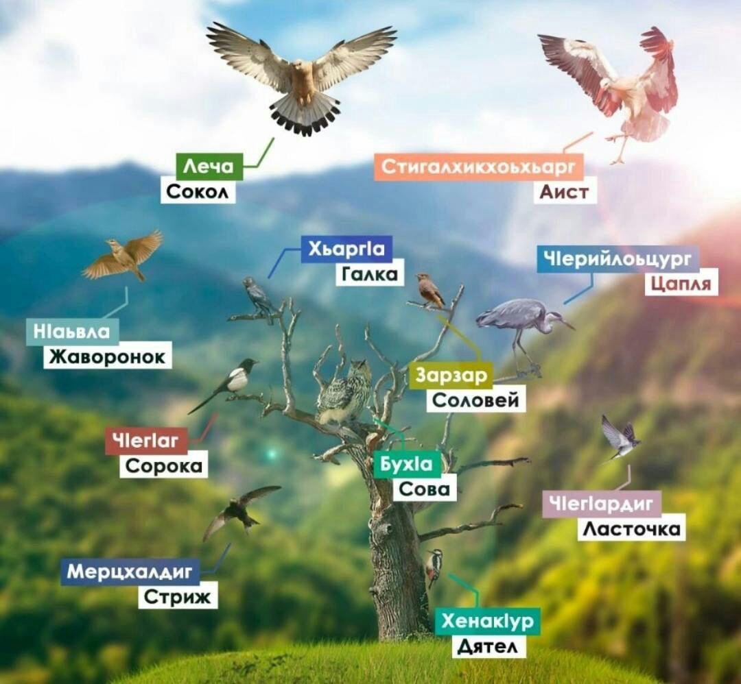 Название птиц на чеченском