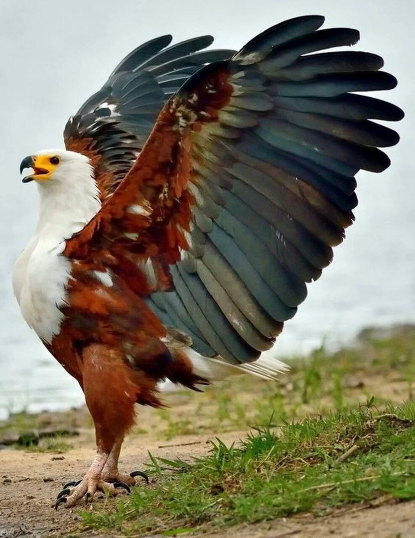 Белоголовый Орлан размах крыльев