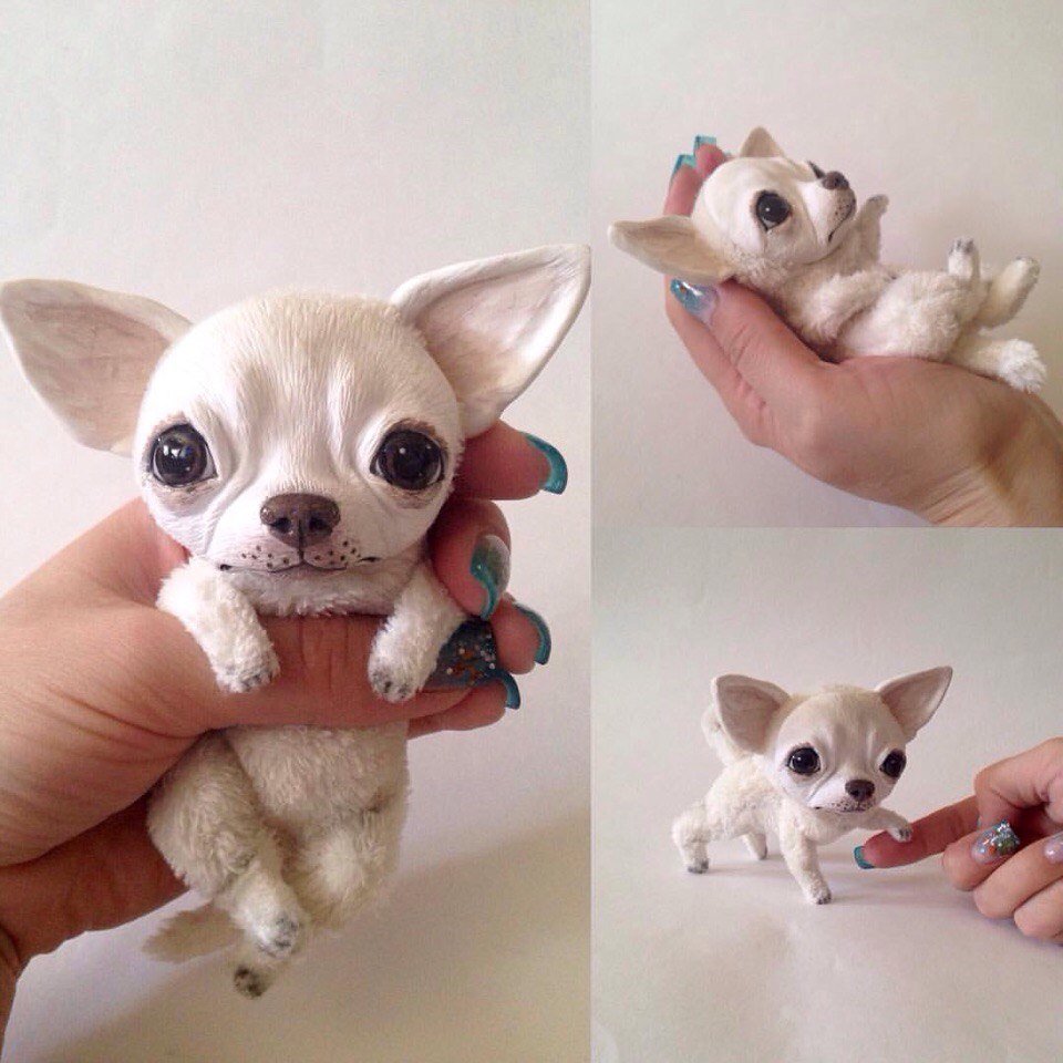 Чихуахуа эйвон