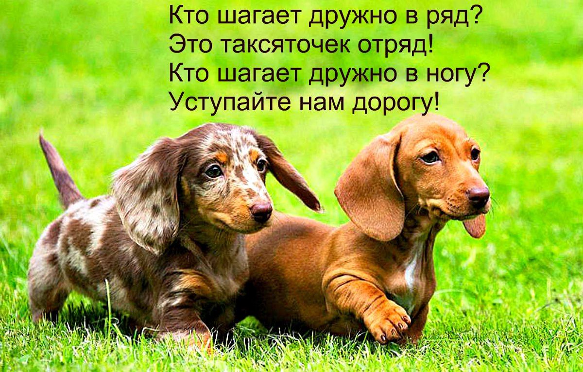 Собака кроличья такса