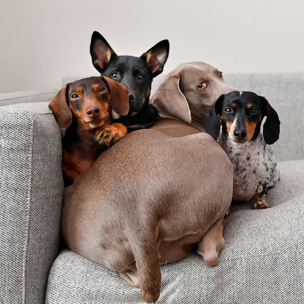 Серая такса