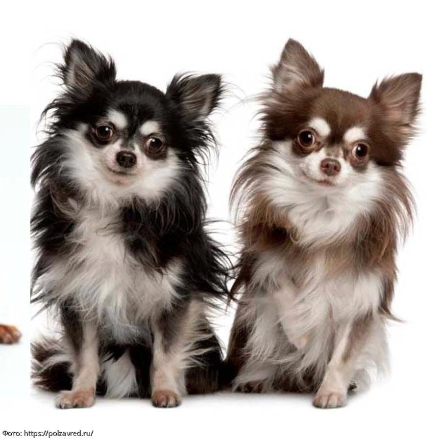 Чихуахуа бесшерстная