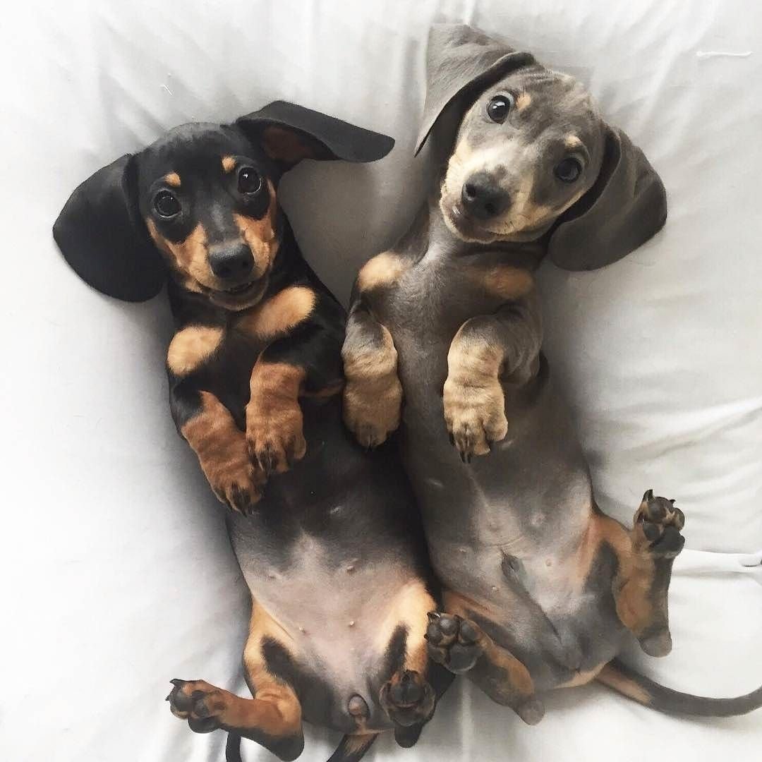 Такса Эстетика