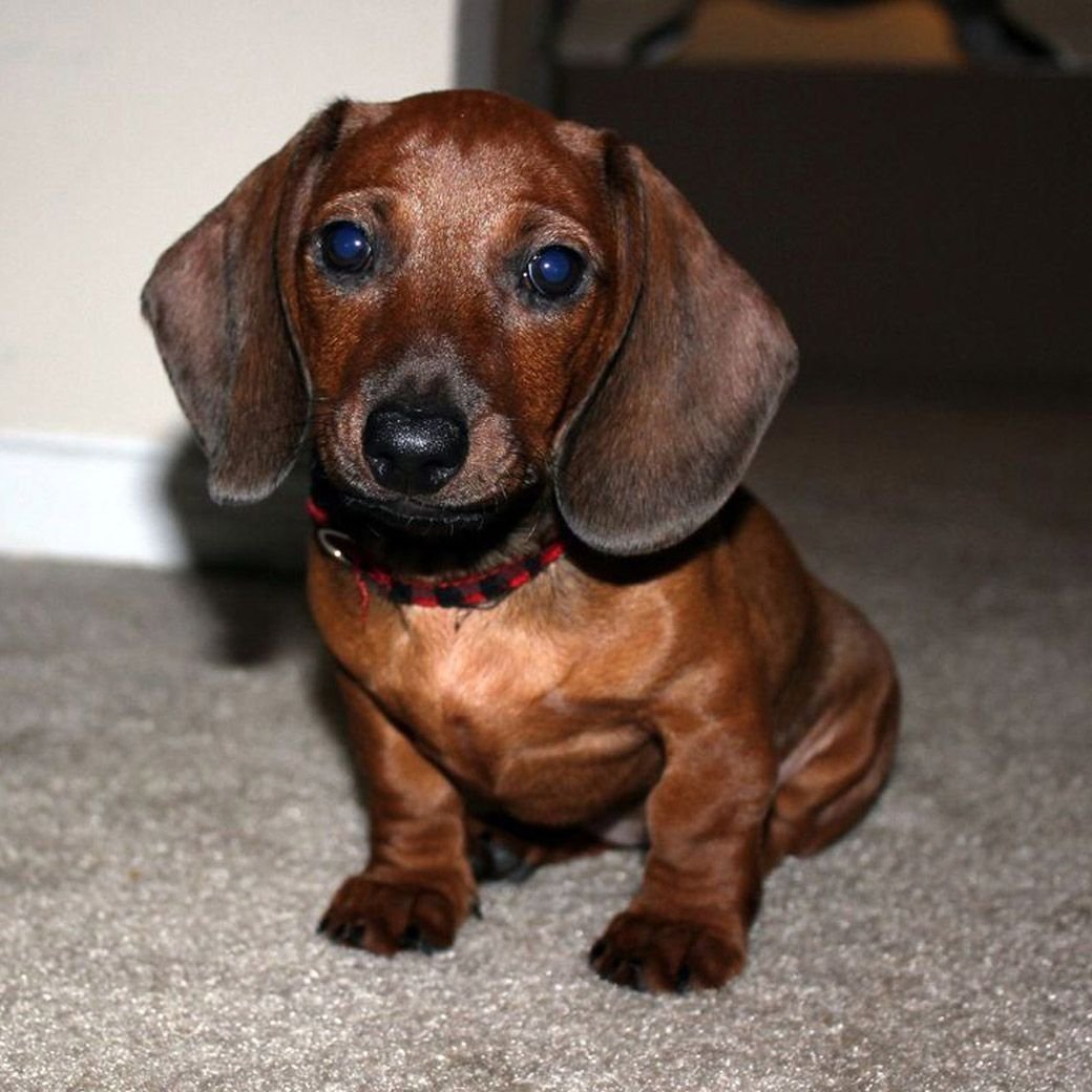 Карликовая такса