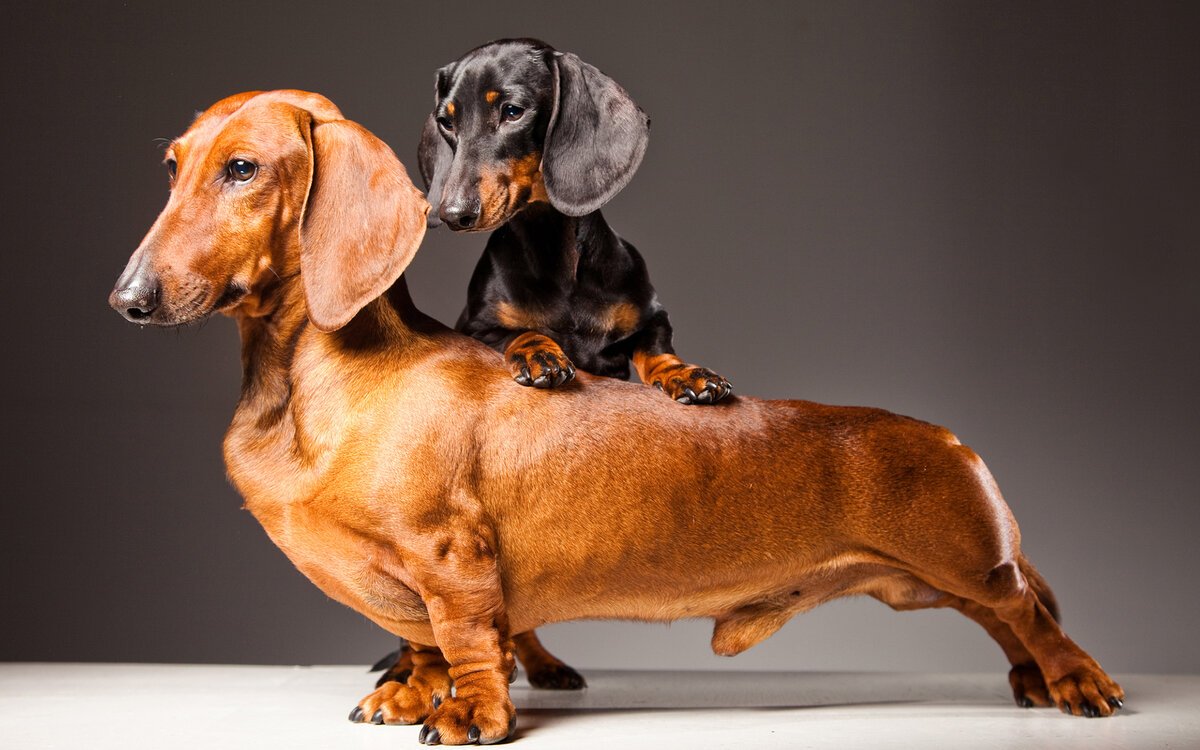 Такса мини кроличья