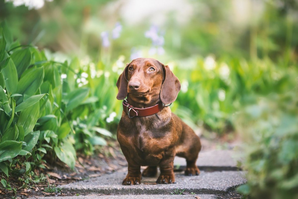 Охотничья собака такса щенок