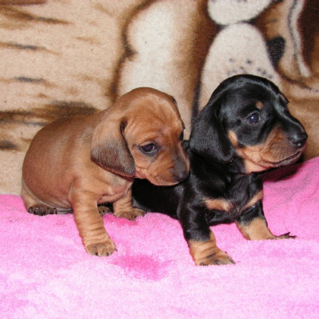 Карликовая такса среднешерстнаяпоказатьвидеотолькопронее