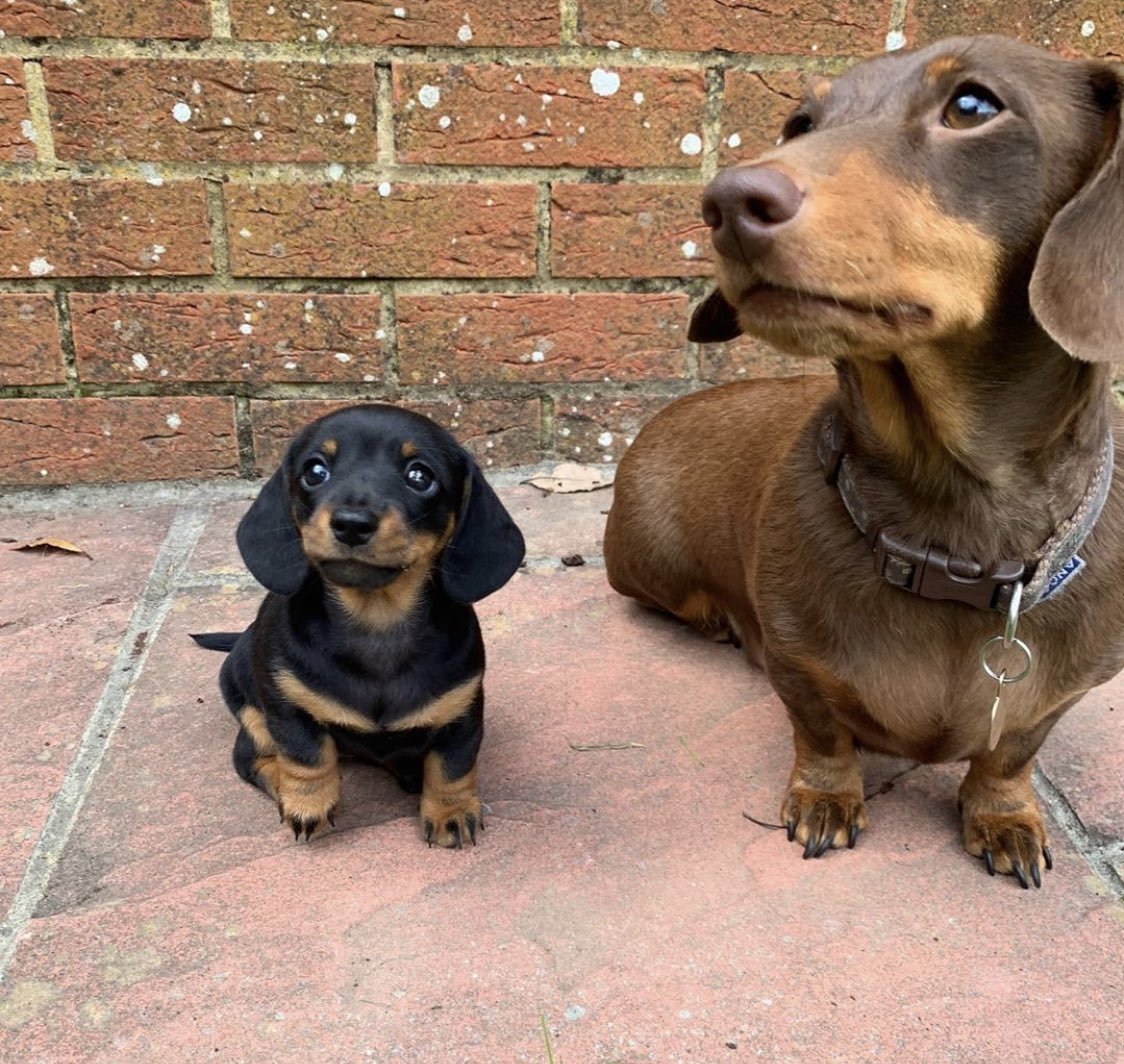 Такса короткошерстная карликовая