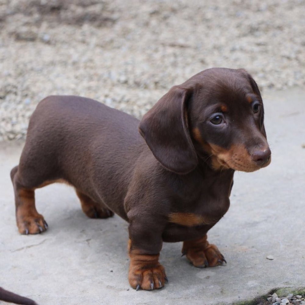 Карликовая такса