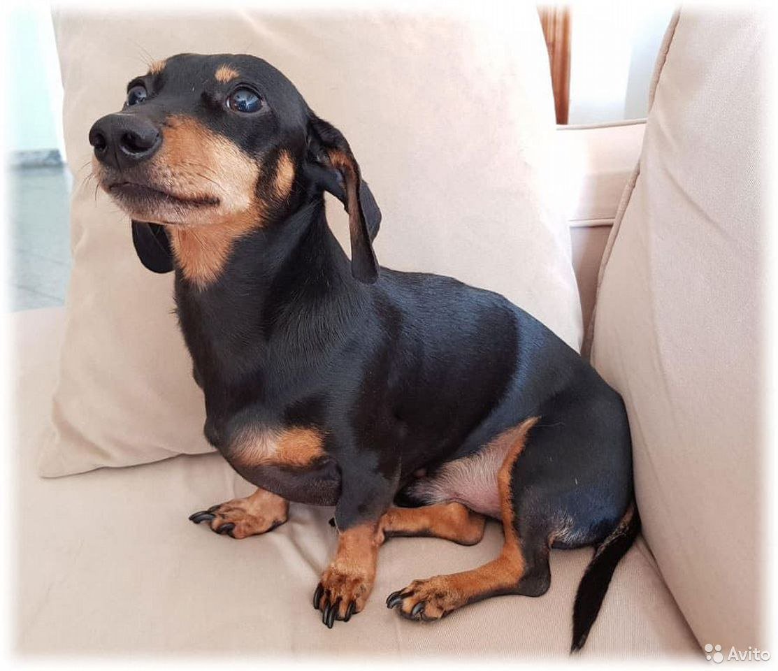 Карликовый таксенок