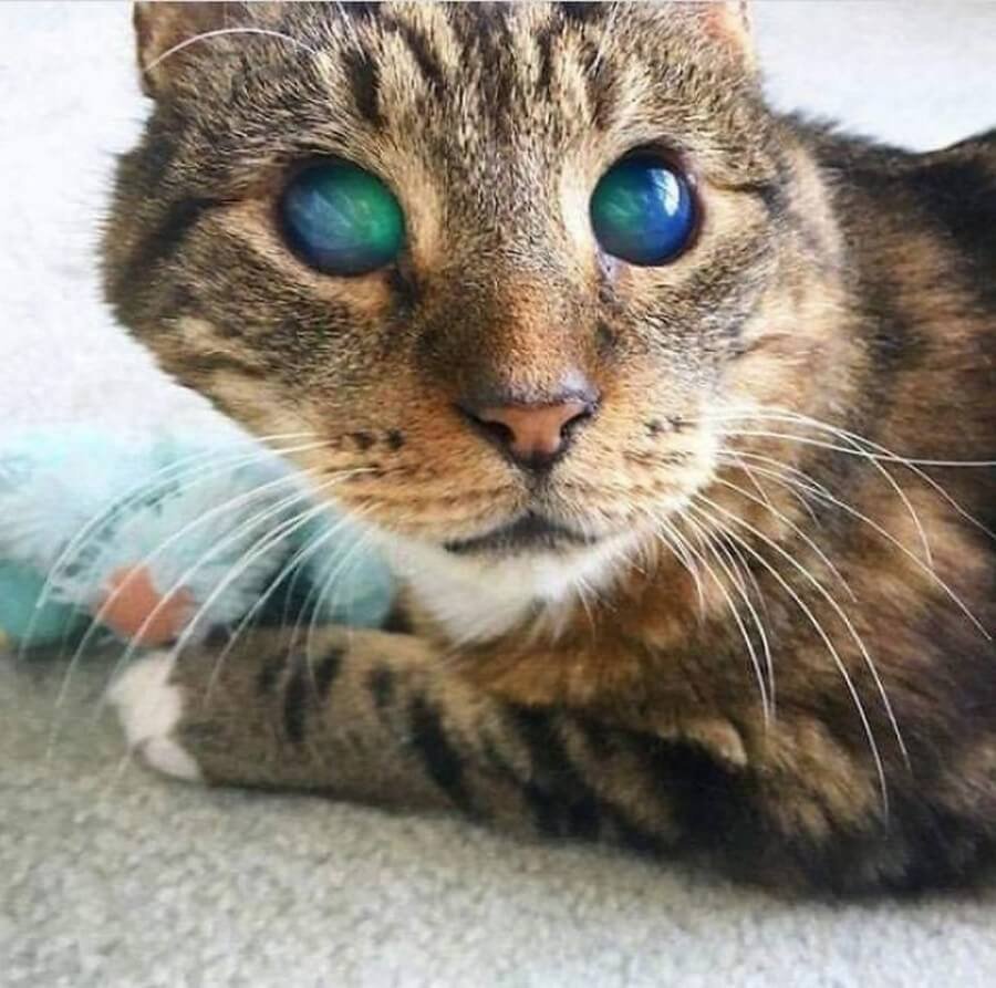 Необычные кошки