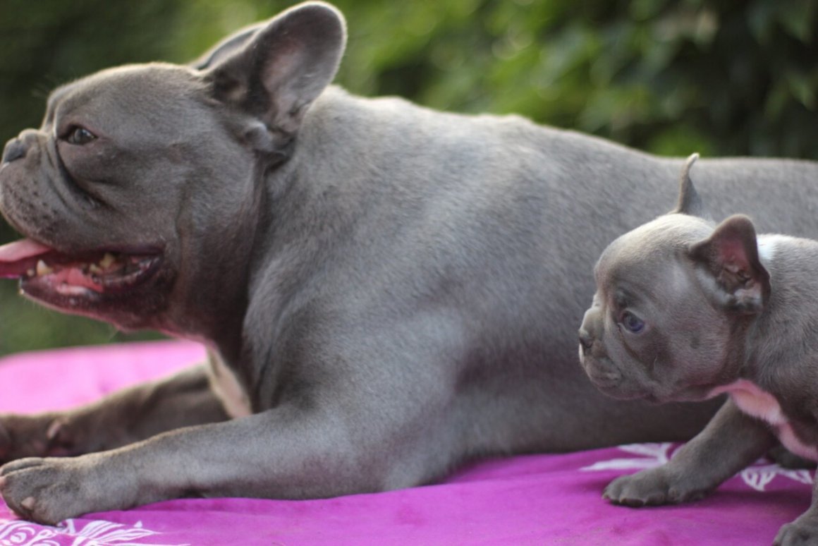 Лиловый чихуахуа