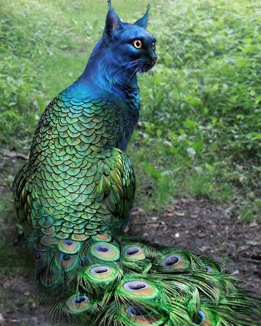 Павлин Аквилейский