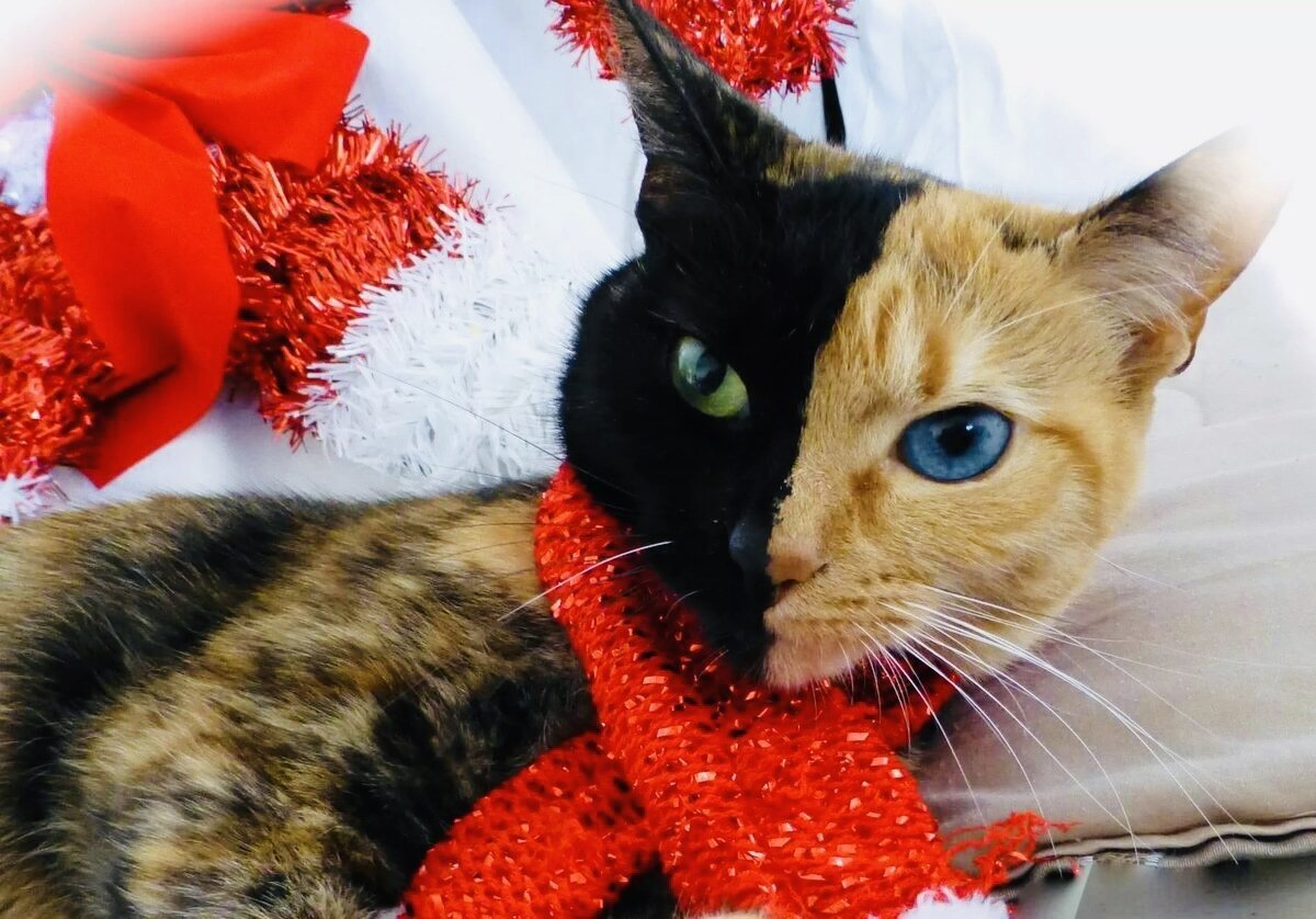 Необычные расцветки кошек