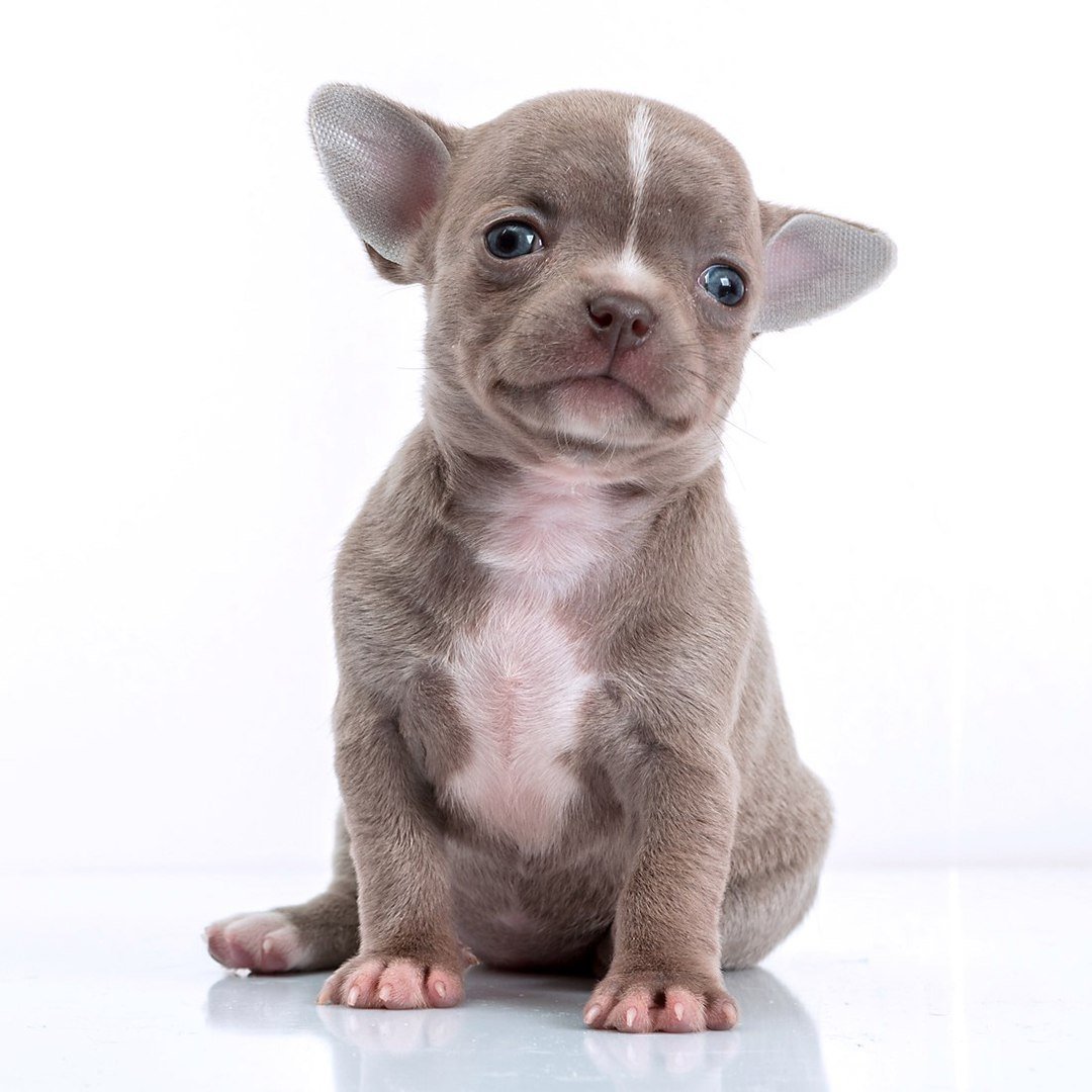 Чихуахуа кобби лиловый