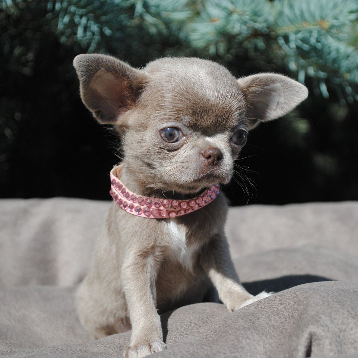 Английский бульдог лиловый окрас