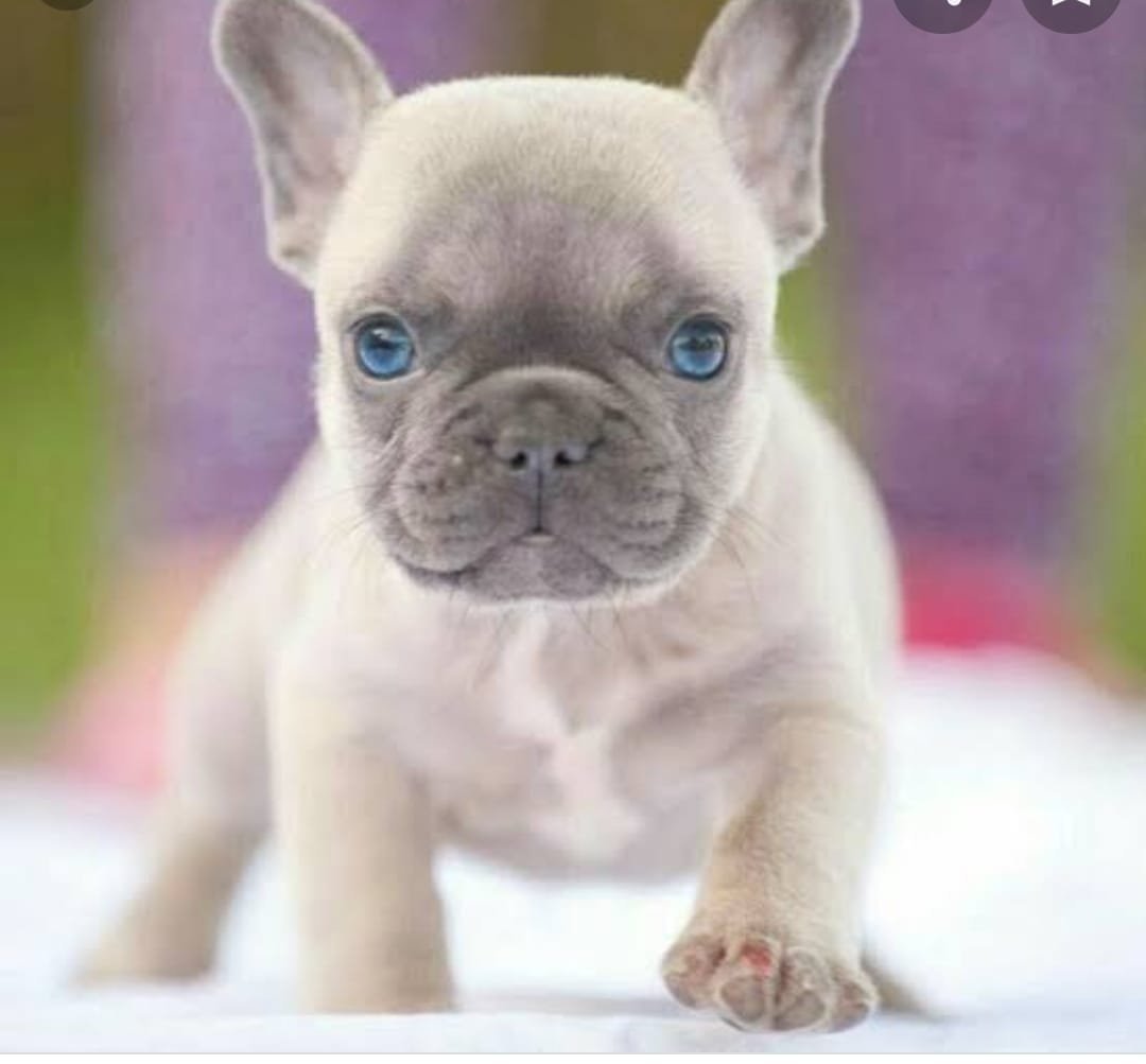 Американский питбультерьер