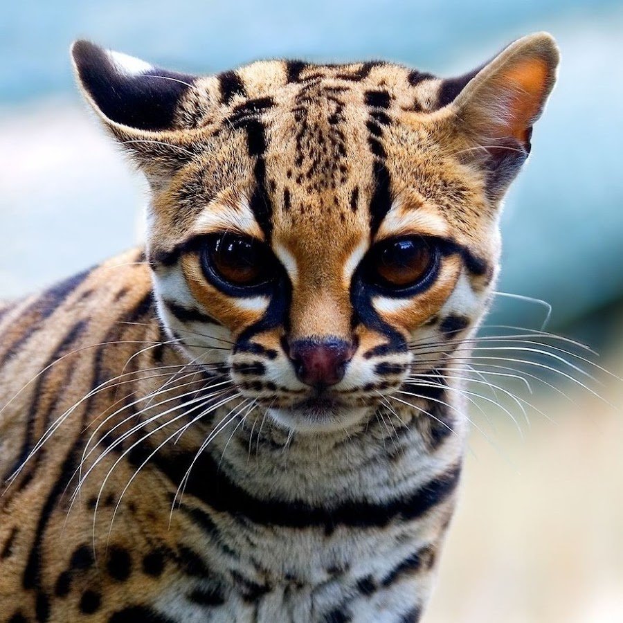 Леопард онцилла