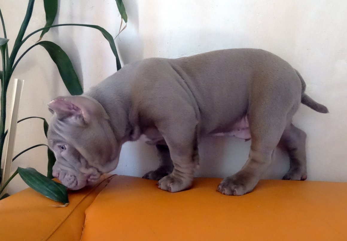 Лиловый окрас у собак булли