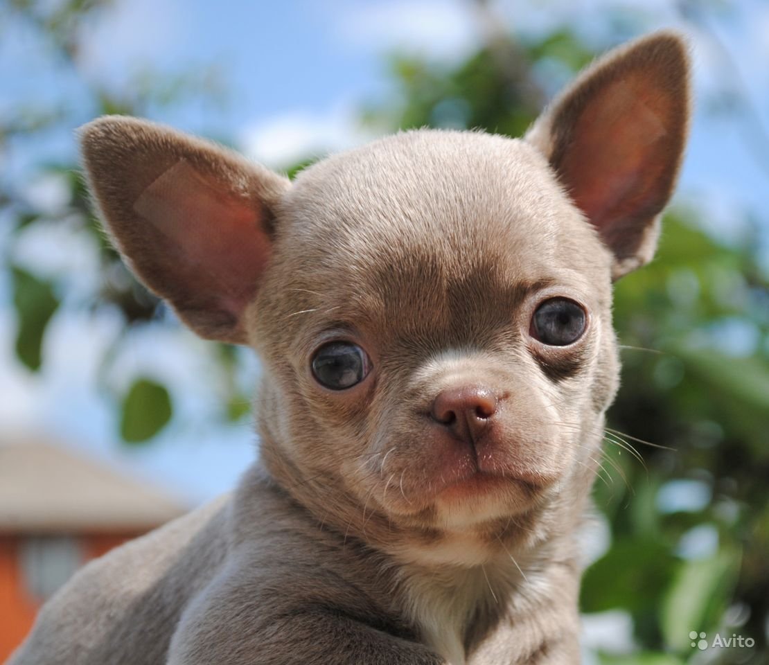 Характер чихуахуа девочки лиловая